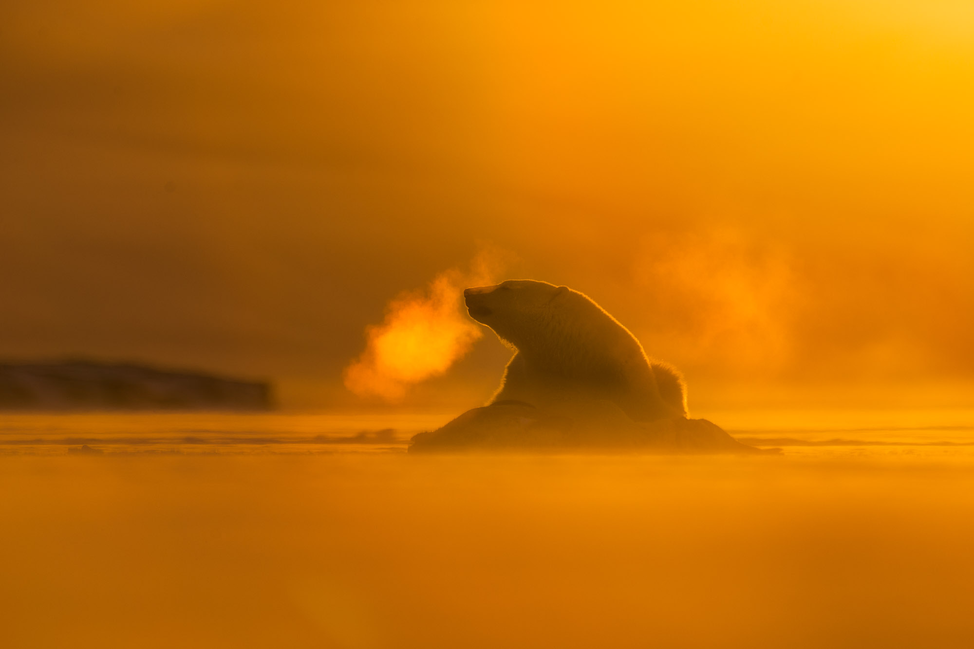 Polar Bear in Svalbard, Photo: Ole J Liodden